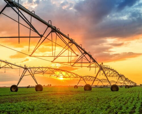 An expansive view of a green agricultural field with an irrigation system extending into the distance. The sun, setting behind scattered clouds, casts a warm golden light over the scene, creating a picturesque sunset.