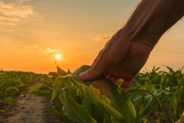 A close-up of a hand gently holding a green corn leaf in a field during sunset. The sun is low in the sky casting a warm golden light over the scene. Rows of corn plants stretch into the distance on either side of a dirt path