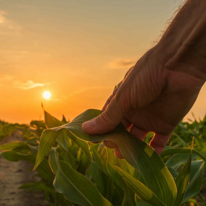 A close-up of a hand gently holding a green corn leaf in a field during sunset. The sun is low in the sky casting a warm golden light over the scene. Rows of corn plants stretch into the distance on either side of a dirt path