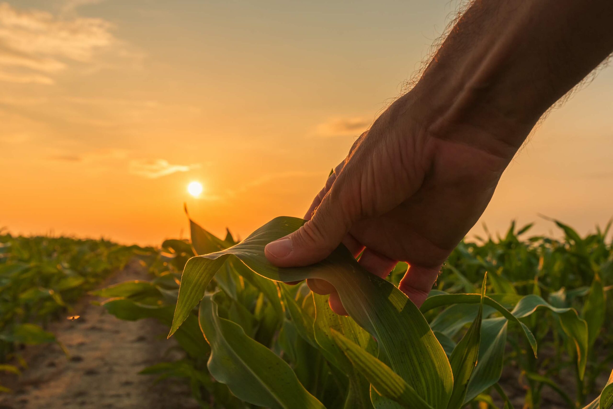 Economic Contributions of Missouri Soybeans - Decision Innovation Solutions