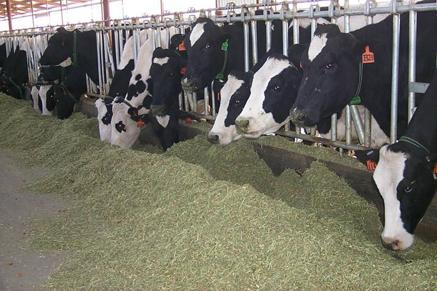 Dairy cows