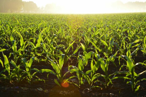 A sunlit field of young green corn plants growing in dark fertile soil. The plants are evenly spaced in neat rows stretching into the distance. The bright sunlight creates a warm serene ambience in the lush thriving agricultural landscape