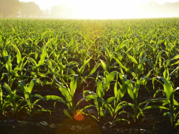 A sunlit field of young green corn plants growing in dark fertile soil. The plants are evenly spaced in neat rows stretching into the distance. The bright sunlight creates a warm serene ambience in the lush thriving agricultural landscape