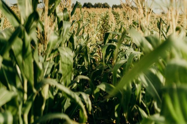 A sunlit field of tall green corn plants stretches into the distance beneath a blue sky with light clouds. Golden tassels top the corn stalks and a line of trees can be seen on the horizon. The image conveys a peaceful agricultural scene.