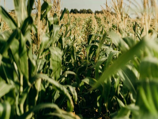 A sunlit field of tall green corn plants stretches into the distance beneath a blue sky with light clouds. Golden tassels top the corn stalks and a line of trees can be seen on the horizon. The image conveys a peaceful agricultural scene.