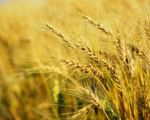 Close-up of golden wheat stalks ripening in a field under a clear blue sky. The sun highlights the details of the wheat, showcasing their long, thin awns and full grain heads. The image captures the essence of a bountiful harvest