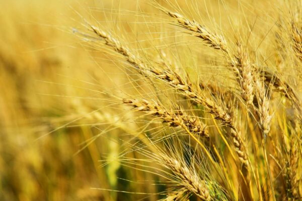 Close-up of golden wheat stalks ripening in a field under a clear blue sky. The sun highlights the details of the wheat, showcasing their long, thin awns and full grain heads. The image captures the essence of a bountiful harvest