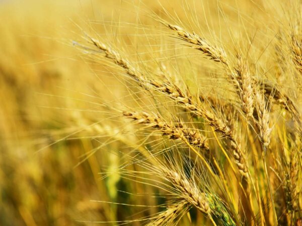 Close-up of golden wheat stalks ripening in a field under a clear blue sky. The sun highlights the details of the wheat, showcasing their long, thin awns and full grain heads. The image captures the essence of a bountiful harvest