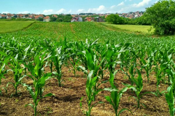 A lush, green cornfield stretches towards a distant residential area. Rows of young corn plants stand tall under a bright blue sky with scattered clouds, bordered by fields and trees, creating a serene countryside landscape.