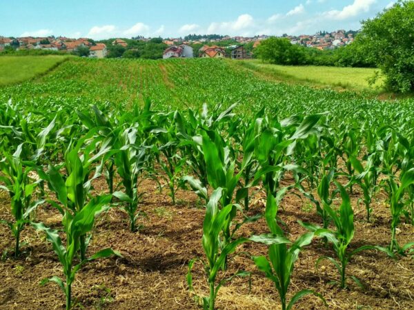 A lush, green cornfield stretches towards a distant residential area. Rows of young corn plants stand tall under a bright blue sky with scattered clouds, bordered by fields and trees, creating a serene countryside landscape.