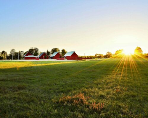 A serene countryside landscape at sunrise, featuring a green field with three red barns in the distance. Sun rays extend across the sky, casting a warm glow over the scene. Trees line the horizon under a clear sky