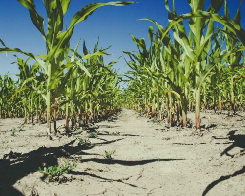 A dry cracked soil path runs between rows of tall green corn plants under a clear deep blue sky. The robust corn plants cast shadows on the ground highlighting the growth despite the arid conditions