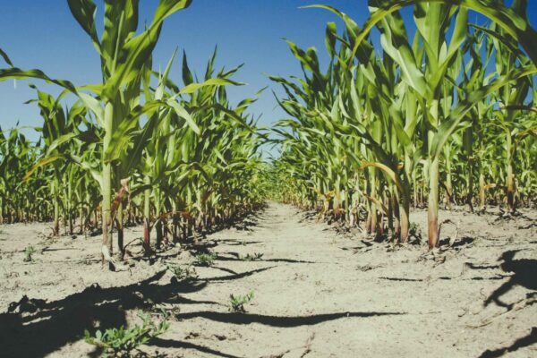 A dry cracked soil path runs between rows of tall green corn plants under a clear deep blue sky. The robust corn plants cast shadows on the ground highlighting the growth despite the arid conditions