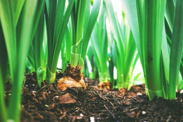 Close-up view of green plants growing in soil, showcasing the bases and roots in the foreground. The dense, vibrant leaves rise vertically, creating a lush and healthy garden scene. Soil details and plant stems are clearly visible.