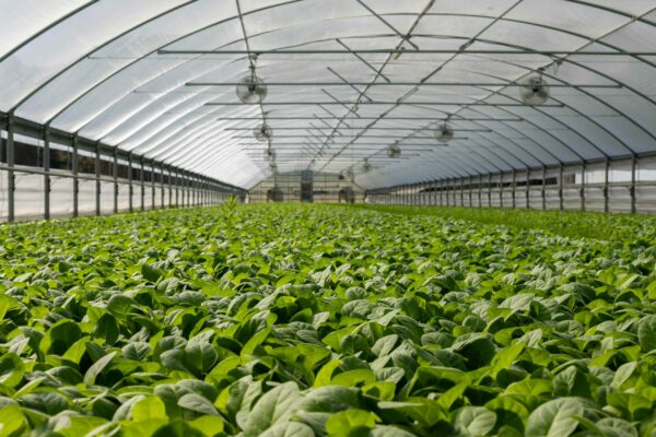 A large sunlit greenhouse with a high arched transparent roof. The ground is covered with rows of lush green plants. Ceiling fans are evenly spaced along the length of the greenhouse maintaining airflow. The far end of the greenhouse is visible