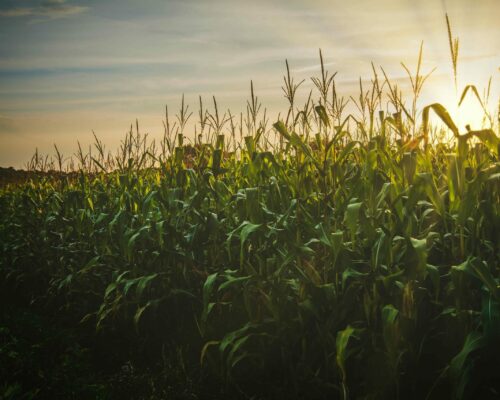 A lush cornfield basks in the warm glow of a setting sun Tall green stalks topped with silken tassels dominate the foreground while the horizon stretches out under a partly cloudy sky suggesting the slow transition from day to night