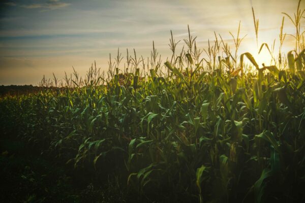 A lush cornfield basks in the warm glow of a setting sun Tall green stalks topped with silken tassels dominate the foreground while the horizon stretches out under a partly cloudy sky suggesting the slow transition from day to night