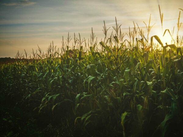 A lush cornfield basks in the warm glow of a setting sun Tall green stalks topped with silken tassels dominate the foreground while the horizon stretches out under a partly cloudy sky suggesting the slow transition from day to night