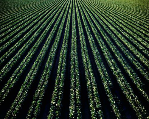 Aerial view of a vast, neatly planted crop field with evenly spaced rows of green plants stretching into the distance, creating a striking linear pattern. The vivid greenery contrasts with the dark soil, highlighting the agricultural landscape