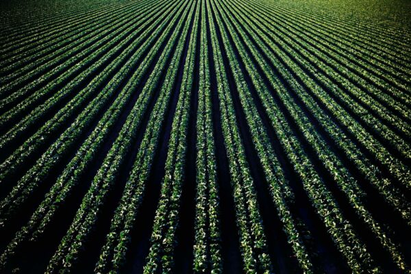 Aerial view of a vast, neatly planted crop field with evenly spaced rows of green plants stretching into the distance, creating a striking linear pattern. The vivid greenery contrasts with the dark soil, highlighting the agricultural landscape