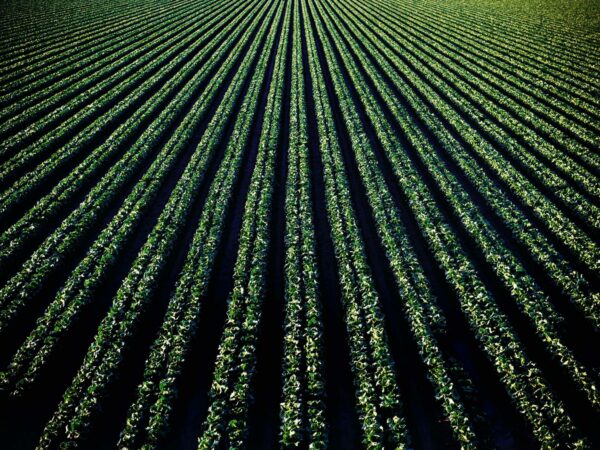 Aerial view of a vast, neatly planted crop field with evenly spaced rows of green plants stretching into the distance, creating a striking linear pattern. The vivid greenery contrasts with the dark soil, highlighting the agricultural landscape