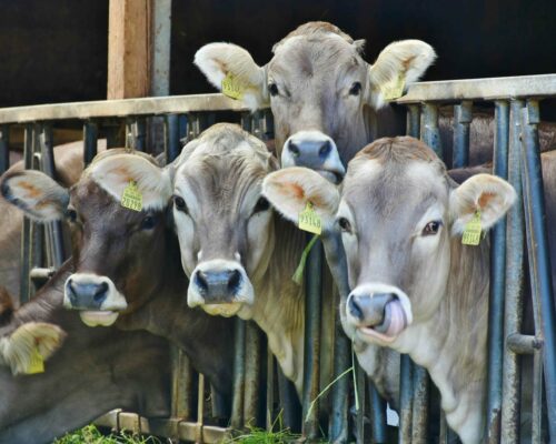 Four cows with ear tags stand in a row behind a metal fence, looking at the camera. One of the cows has its tongue out, licking its nose. The setting appears to be a barn or a shed with partial shade and light.