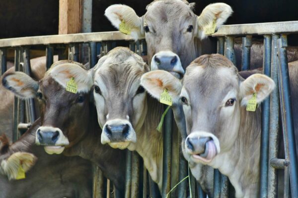 Four cows with ear tags stand in a row behind a metal fence, looking at the camera. One of the cows has its tongue out, licking its nose. The setting appears to be a barn or a shed with partial shade and light.