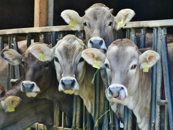 Four cows with ear tags stand in a row behind a metal fence, looking at the camera. One of the cows has its tongue out, licking its nose. The setting appears to be a barn or a shed with partial shade and light.