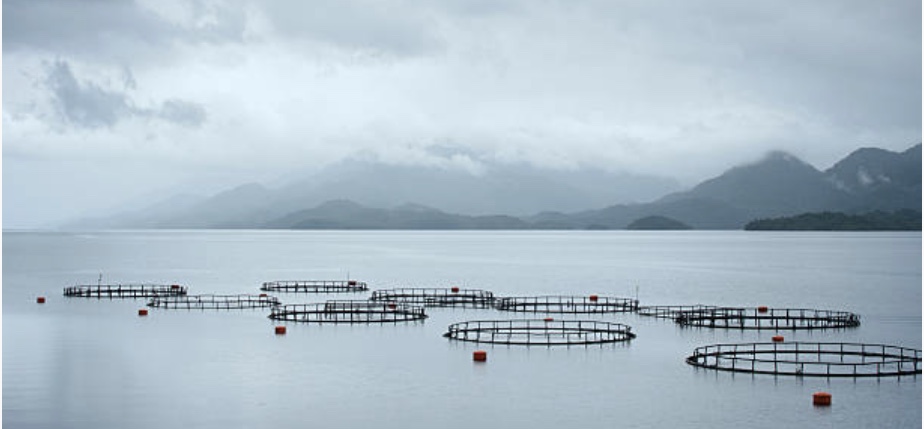 DIS AQUACULTURE