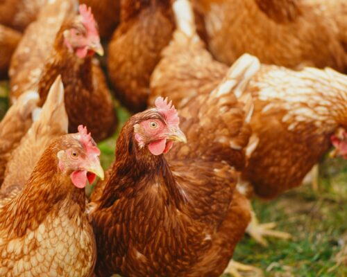 Alt text: A group of brown hens with red combs and wattles gathered closely on grass, displaying a variety of feather patterns from light to dark brown with white highlights.