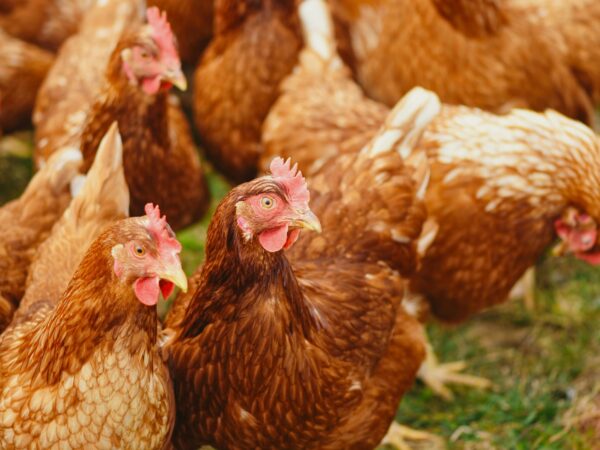 Alt text: A group of brown hens with red combs and wattles gathered closely on grass, displaying a variety of feather patterns from light to dark brown with white highlights.